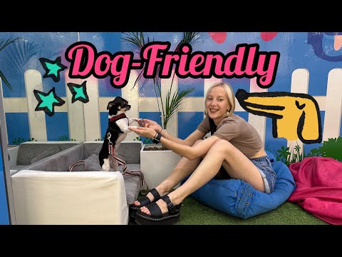 Видео: Дог-Френдли торговые центры! Зоотакси , зона отдыха для собак, самый огромный корги!