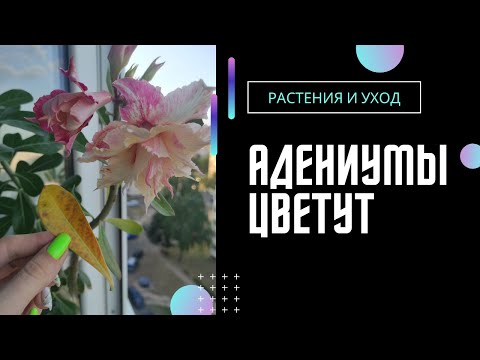 Видео: Цветущие адениумы #адениум #bonsai #adenium