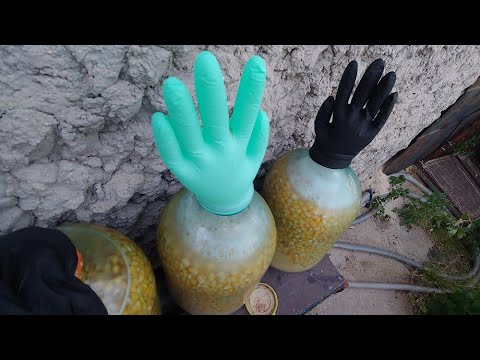 Видео: ПЬЯНАЯ КУКУРУЗА домашний рецепт на рас ДВА тигровый орех