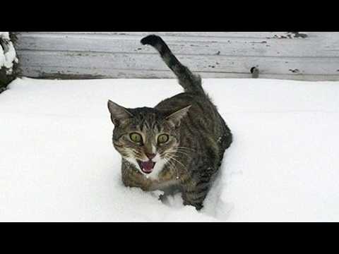 Видео: Реакция кошек на снег ВПЕРВЫЕ! 🐾❄️
