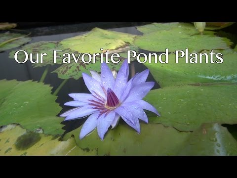 Видео: Наши любимые прудовые растения