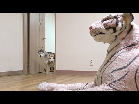 Видео: Тигр ждал дома