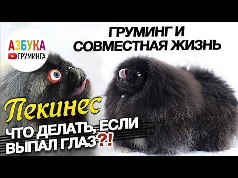 Видео: Пекинес. Груминг и совместная жизнь. Что делать, если выпал глаз?