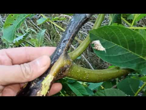 Видео: Орех. Две тайни и половина за силен Успех ,при пролетното му Ашладисване. :)