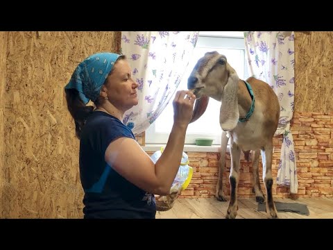 Видео: Сельская жизнь / Дойка КОЗ