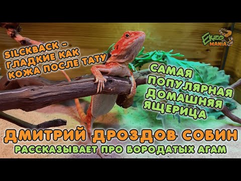 Видео: БОРОДАТАЯ АГАМА - САМАЯ ПОПУЛЯРНАЯ ДОМАШНЯЯ ЯЩЕРИЦА