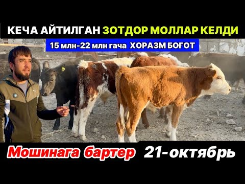 Видео: КЕЧА АЙТИЛГАН ЗОТДОР МОЛЛАР КЕЛДИ ХОРАЗМ БОҒОТ 21-октября 2025 г.