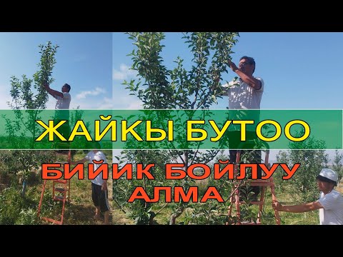 Видео: Жылына түшүм аласың! ЖАЙКЫ БУТОО ыкмасын туура жаса.  КМЦ Кыргызстан