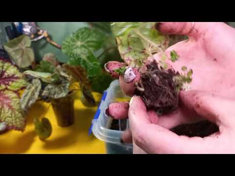 Видео: Черенкую, рассаживаю, пересаживаю😍😃👍