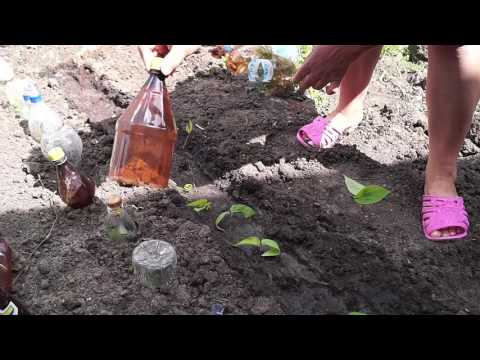 Видео: Клематис,как размножать черенками.Черенкование клематиса.