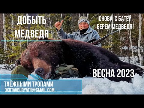 Видео: С Батей за медведем. Добываем трофейного медведя ночью.