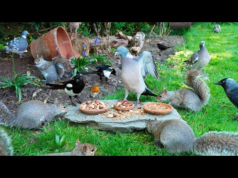 Видео: Видео для кошек 🕊️ Птицы и белки ужинают в тени 🐿️ Для кошек видео 4K HDR