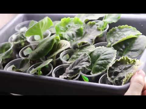 Видео: Если УКОРЕНЯТЬ фиалки ЛЕТОМ то ТОЛЬКО ТАК! Самые ЛУЧШИЕ и ПРОВЕРЕННЫЕ способы!