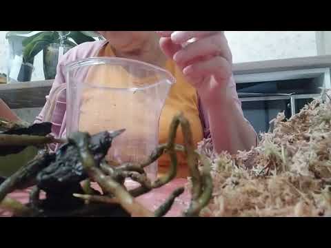 Видео: Ещё одна пересадка в мох. Максим в хойи 