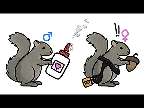 Видео: Самки против самцов