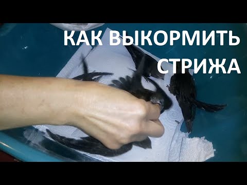 Видео: Как выкормить стрижа?