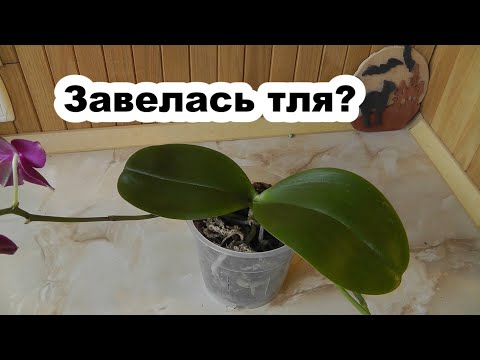 Видео: тля на орхидеях вредители и насекомые у орхидей