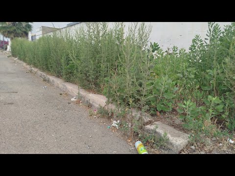 Видео: Сосед собирается подать жалобу в город по поводу заросшего двора.