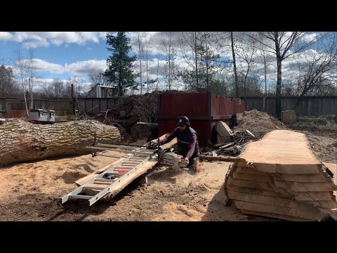 Видео: История одного тополя или просто залипательное видео