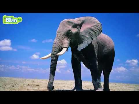 Видео: Сүт эмүүчүлөр