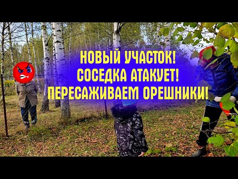 Видео: СОСЕДКА СКАНДАЛИТ и НЕ ХОЧЕТ ОТДАВАТЬ НАШУ ЗЕМЛЮ! ПЕРЕСАЖИВАЕМ БОЛЬШИЕ ОРЕШНИКИ, скоро стройка!