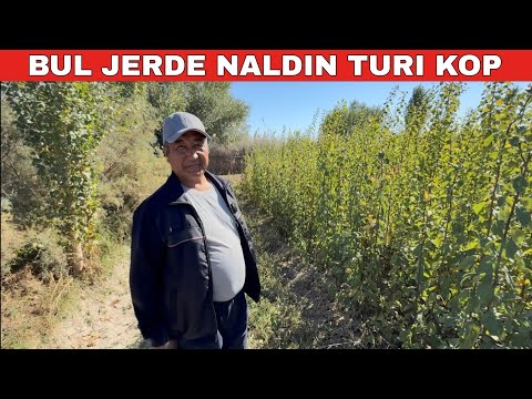 Видео: БАГМАН БОЛАМАН ЯКИ БАК ЖАРАТАМАН ДЕСЕНИЗ УСЫНЫ КОРИУДИ УСЫНЫС ЕТЕМЕН