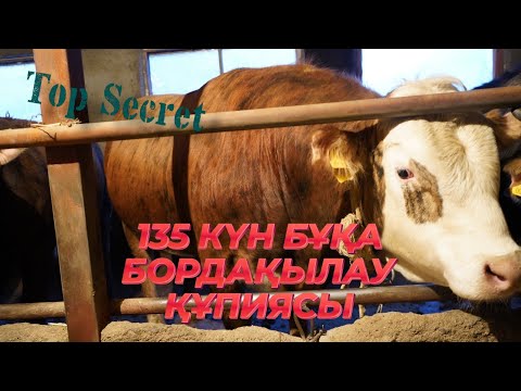 Видео: 135 КҮН БОЙЫ БОРДАҚЫЛАНҒАН БҰҚАЛАР | ОЛАР ҚАЛАЙ СЕМІРДІ? | ӘЛІ ЕШКІМ АЙТПАҒАН ҚҰПИЯ 😲 | ШООК🤩