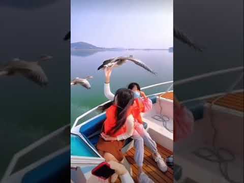 Видео: Гуси-лебеди вслед за катером-вожаком ~°~