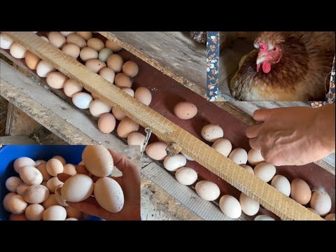 Видео: Полное ведро яиц Когда убирать старых кур Урожай картошки