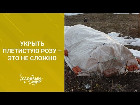 Видео: Укрыть плетистую розу совсем несложно