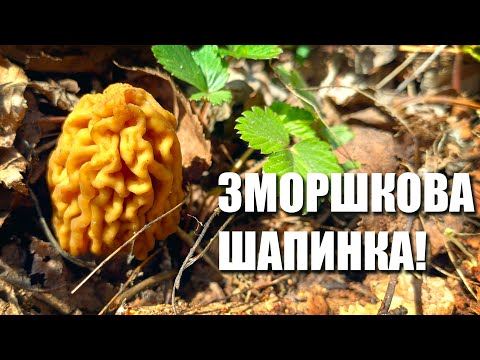 Видео: Як я нарешті збираю і готую лісові гриби зморшкова шапинка!