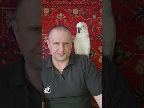 Видео: КАКОГО ПОПУГАЯ ВЫБРАТЬ НОВИЧКУ? КАКОГО ПОПУГАЯ ЛЕГЧЕ ВСЕГО СОДЕРЖАТЬ ДОМА?