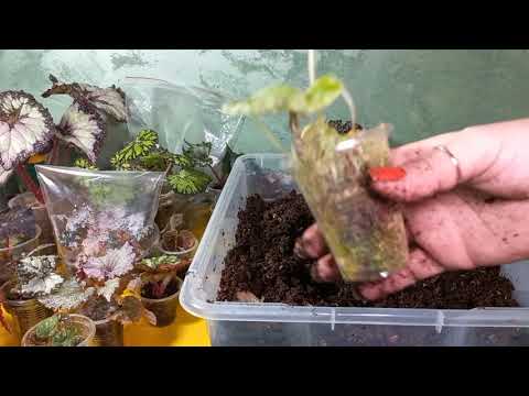 Видео: И снова мои любимые пересадки бегоний! Первая пикировка сеянцев😍❤️