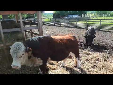 Видео: Каких бычков покупать на откорм.