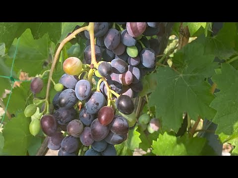 Видео: На дачі справ багато, що зроблю, сніданок 🌺