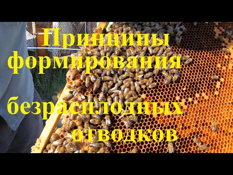 Видео: Принципы формирования безрасплодных отводков на плодных маток