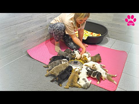 Видео: Одна миска на 14 щенков! Все не помещаются!