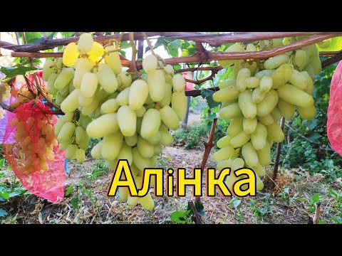 Видео: Виноград Алінка 2025 порівняння з конкурентами 