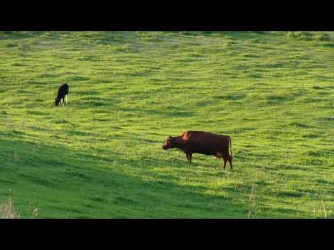 Видео: Эдуард Артемьев.  "Грусть".  Из к/ф Родня.
