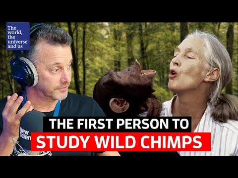 Видео: Джейн Гудолл: приматолог, изменившая мир