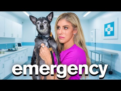 Видео: Не могу поверить, что ЭТО случилось с нашей СОБАКОЙ