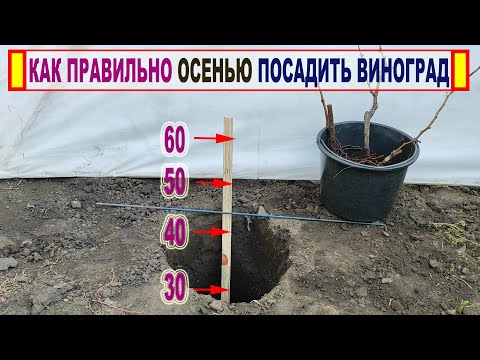 Видео: 🍇 Как БЕЗОШИБОЧНО ПОСАДИТЬ САЖЕНЕЦ ВИНОГРАДА на постоянное место ОСЕНЬЮ и укрыть его на зиму.