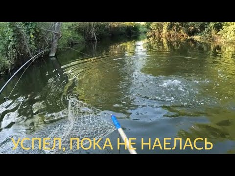 Видео: В ДЕНЬ РЫБАКА ПРОСВЕТЛЕЛА РЕКА! Как и где дразнить щук на миниречке.