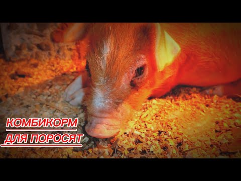 Видео: ЧЕМ КОРМИТЬ ПОРОСЯТ 🐖 САРАЙ ДЛЯ СВИНЕЙ