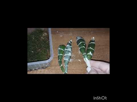 Видео: Размножение орхидеи дендробиум нобили и орхидеи хизис.