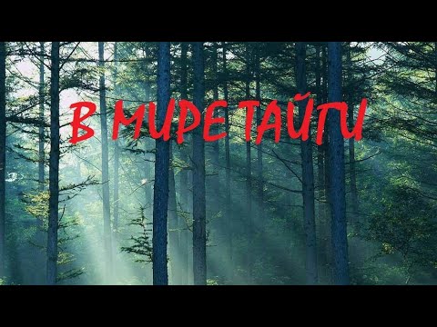 Видео: В МИРЕ ТАЙГИ