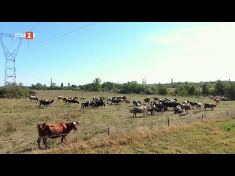 Видео: Млади българи напускат офисите и влизат в оранжериите, „Бразди“ - 23.11.2024