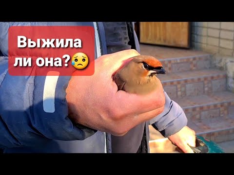 Видео: Птица ударилась об забор и травмировалась😥 Валера подобрал!