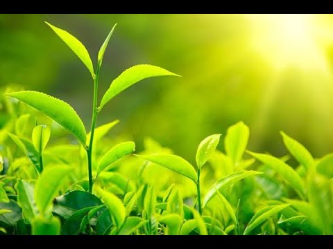 Видео: 8.6.1. Живая материя. Загадка возникновения жизни