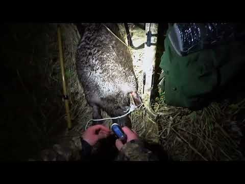 Видео: Охота на бобра с ружьем ! Одного стрелял , второго в капкан . 